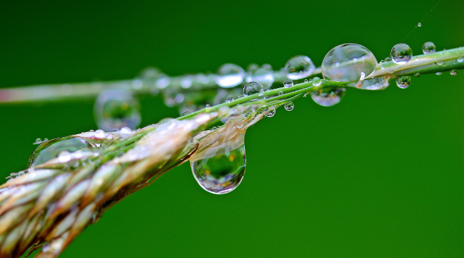 Close up of a Plant's Stem with Water on It