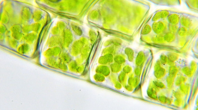 Plant Cells under a Microscope