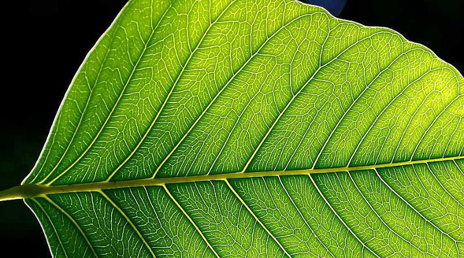 Close up of a Plant's Leaf