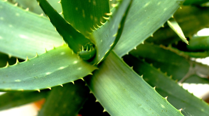 A close up of the leaves of an Aloe Vera.