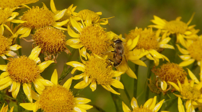 Bee pollinating an Arnica field. Biodynamic gardening does not rely on chemical fertilizers but instead treats each farm as a system that can effectively care for itself.
