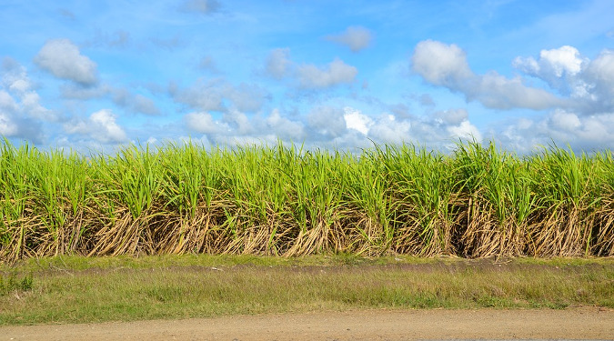 Sugar cane fields. Sugar cane is a source of glycolic acid.
