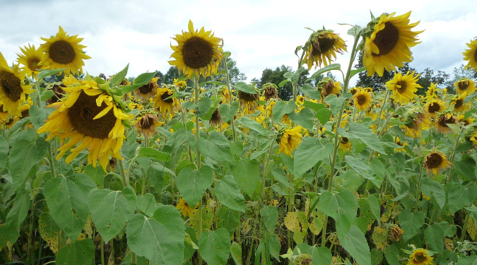 Weleda uses logical ingredient choices such as sunflower oil that has proven hydration and skin barrier repair functions.