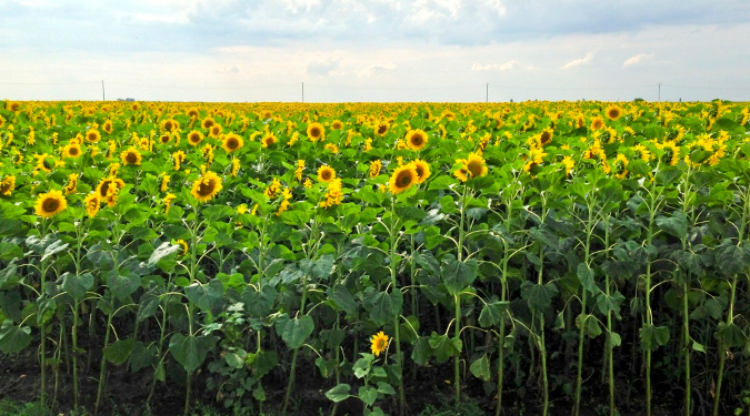 A field of sunflowers grown at a farm. Barbara Close grew some herbs for her products at her family's Virginia farm.