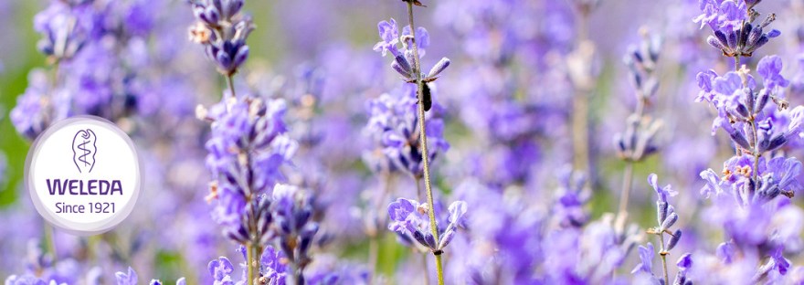 Weleda Logo Superimposed on a Lavendar Field
